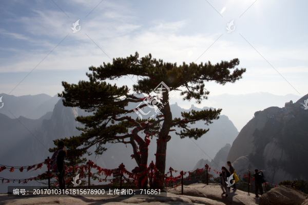 華山松,華山東峰