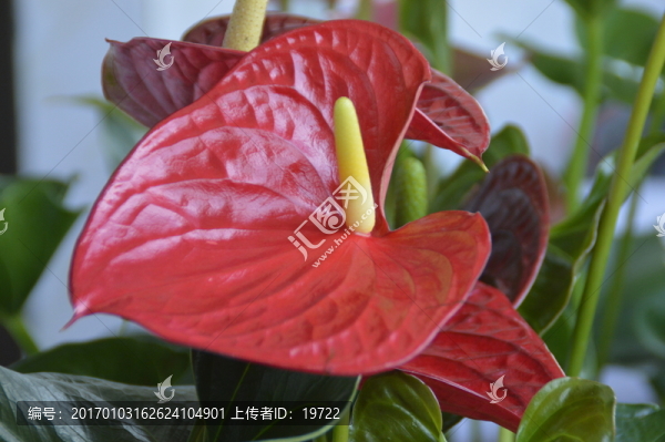 紅掌花