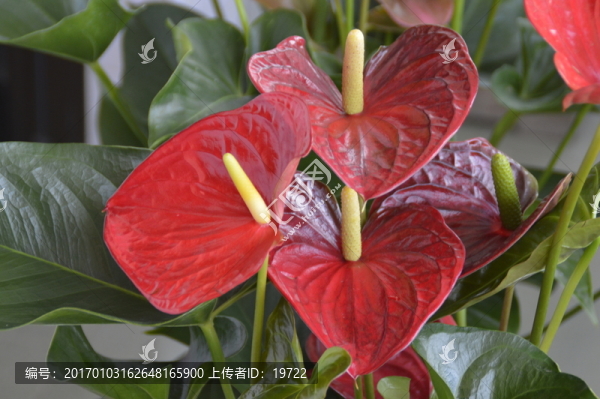 紅掌花