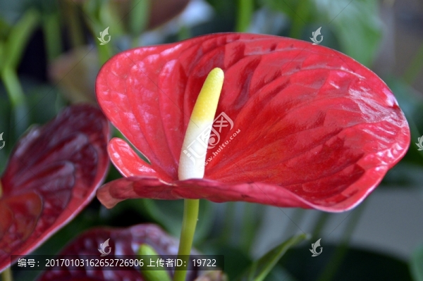 紅掌花