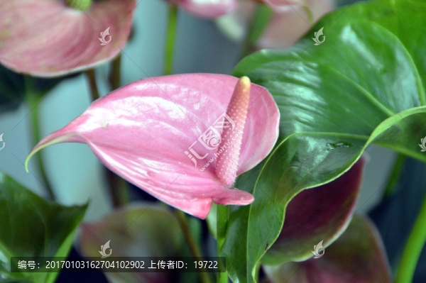 紅掌花