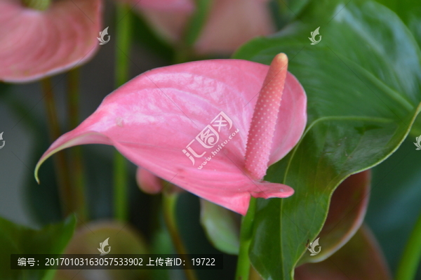 紅掌花
