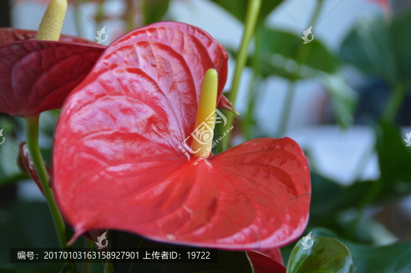紅掌花
