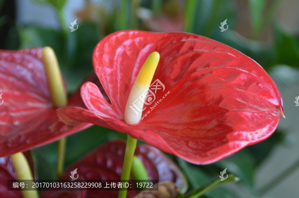 紅掌花