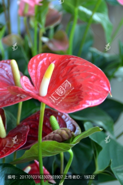 紅掌花