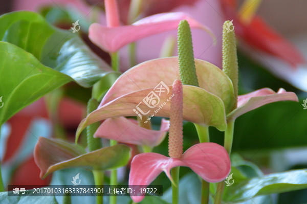 紅掌花