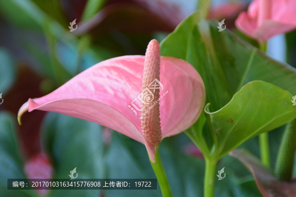 紅掌花-匯圖網(wǎng) www.fosd68.com 紅掌花