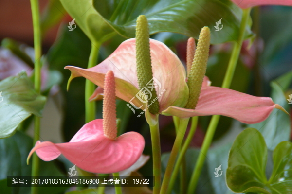 紅掌花