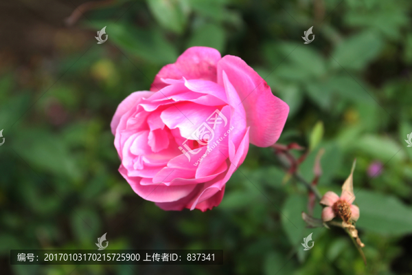 月季