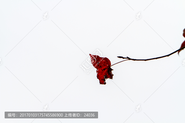 楓葉