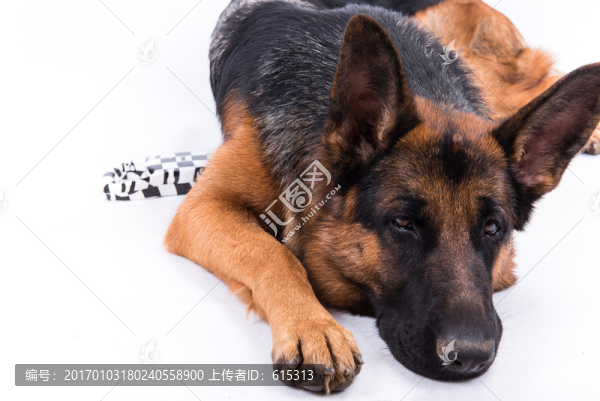狗,德國牧羊犬,狼狗,大型犬
