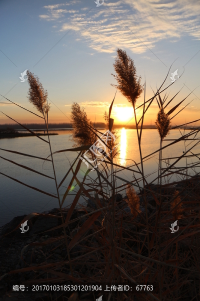 蘆葦夕陽