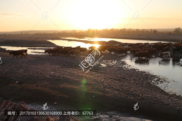 夕陽,河水,牛群