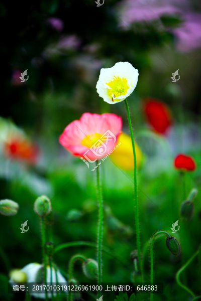 花