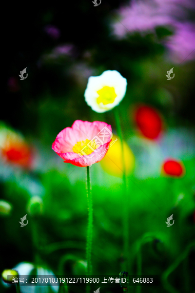 花