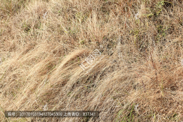 野草枯草