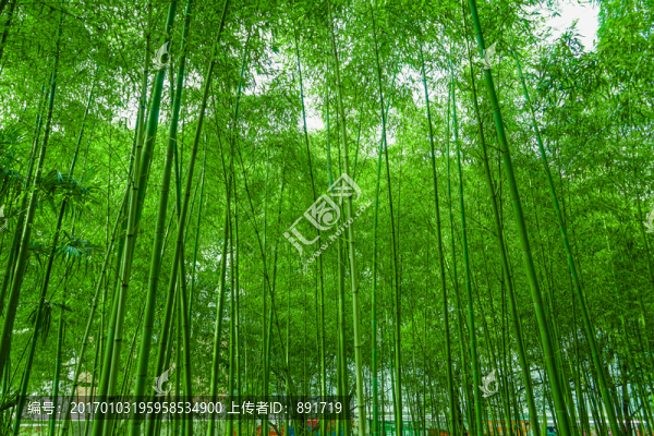 竹林風(fēng)光,竹林背景素材