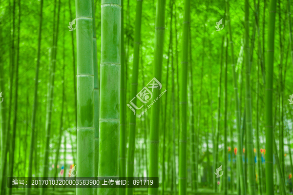 竹林風(fēng)光,竹林背景素材