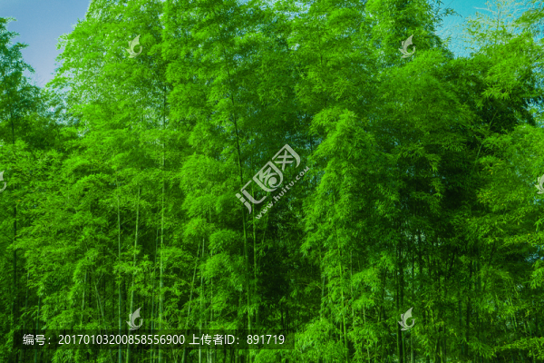 竹林風(fēng)光,竹林背景素材