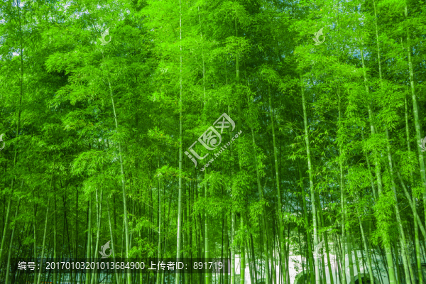 竹林風(fēng)光,竹林背景素材