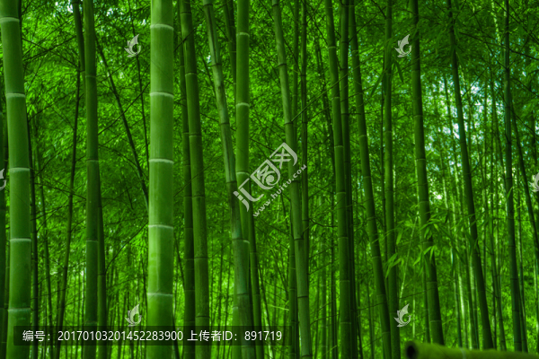 竹林風(fēng)光,竹林背景素材