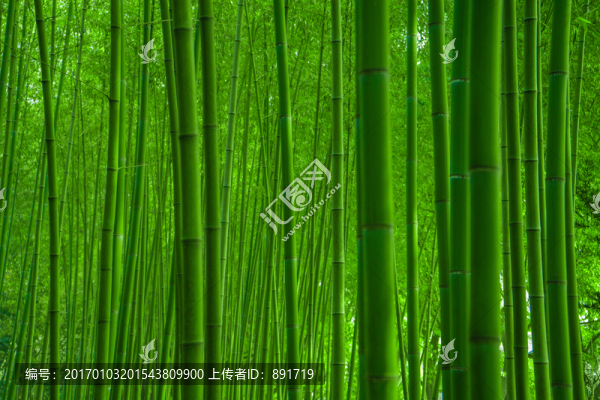 竹林風(fēng)光,竹林背景素材