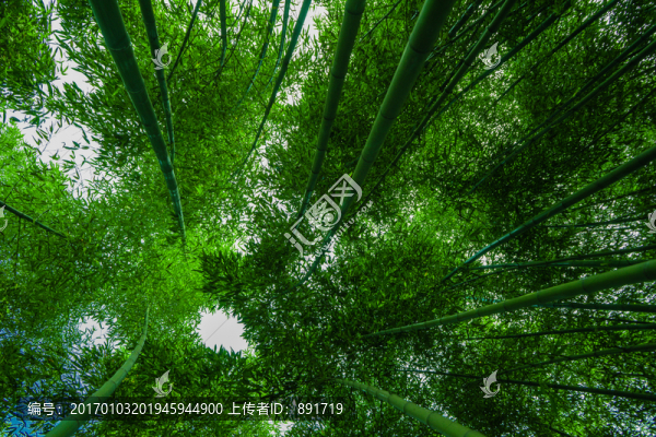 竹林風(fēng)光,竹林背景素材
