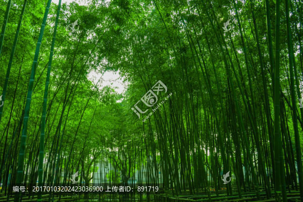 竹林風(fēng)光,竹林背景素材