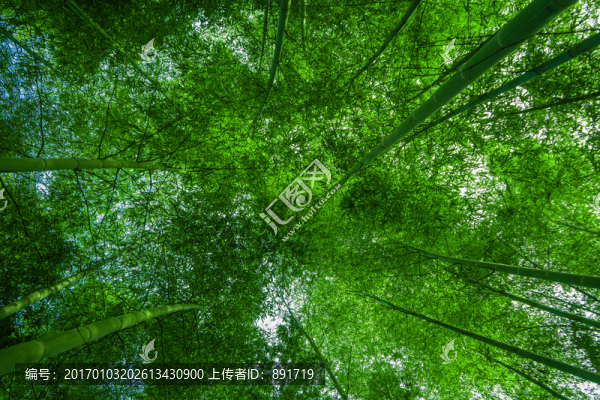 竹林風(fēng)光,竹林背景素材