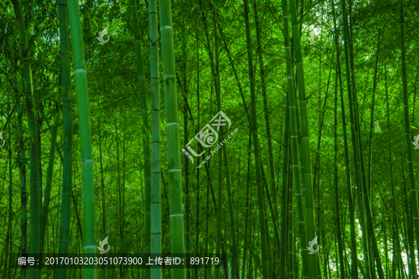 竹林風(fēng)光,竹林背景素材