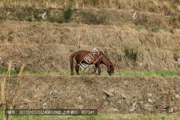 馬匹