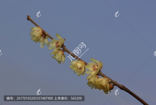 臘梅-匯圖網(wǎng) www.fosd68.com 臘梅