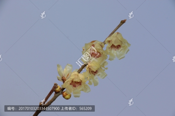 臘梅