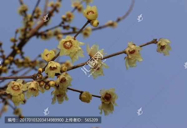 臘梅