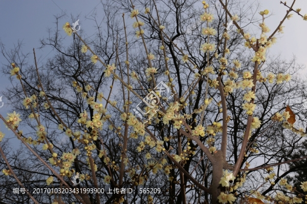 臘梅