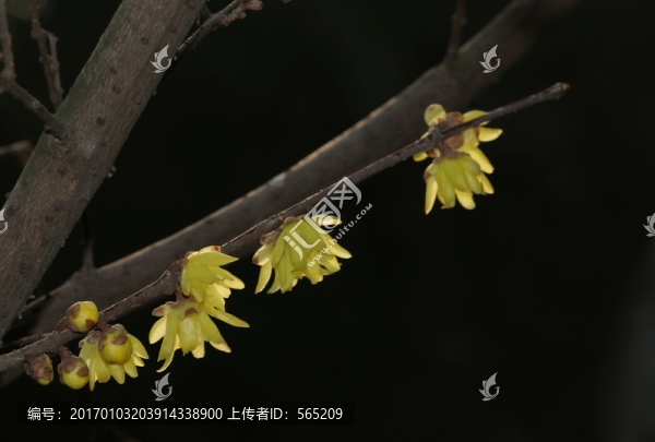 臘梅