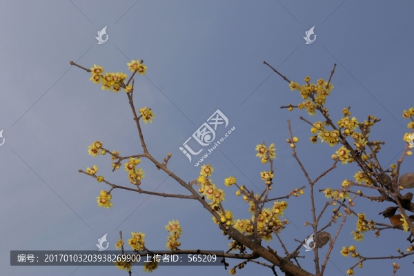 臘梅