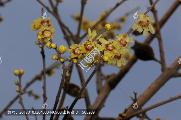 臘梅-匯圖網(wǎng) www.fosd68.com 臘梅