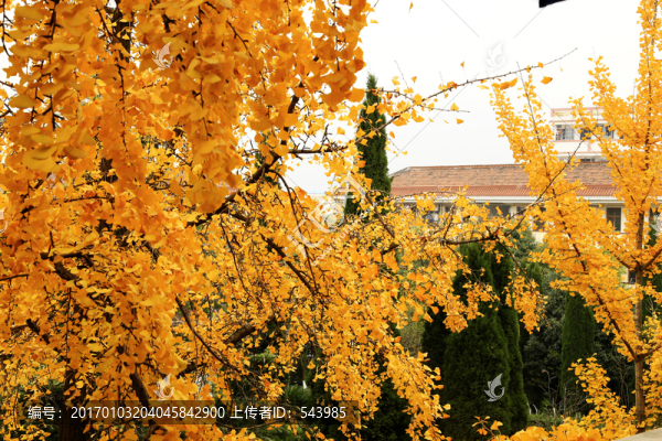 金黃的銀杏樹葉