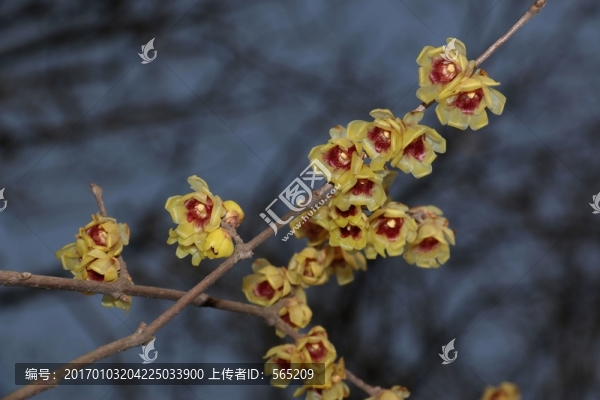 臘梅