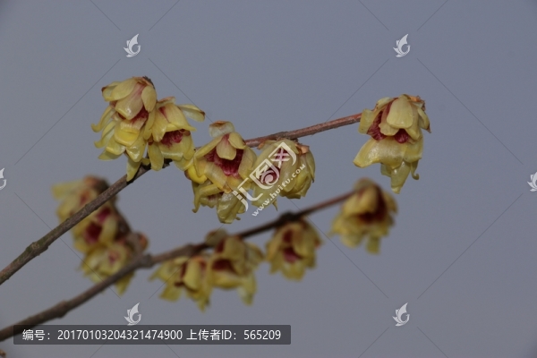臘梅