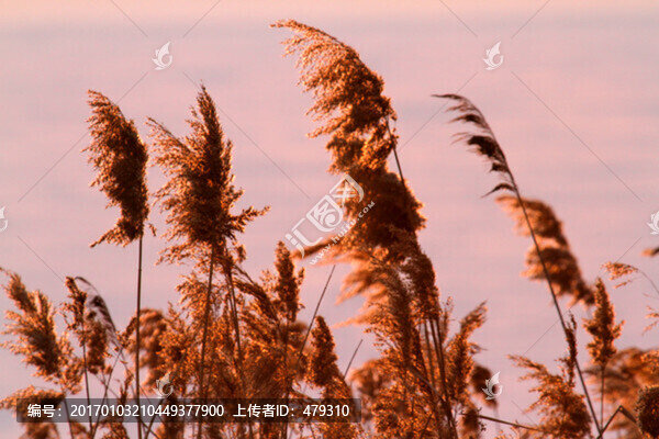 晚霞,冬天,日落,傍晚,黃昏