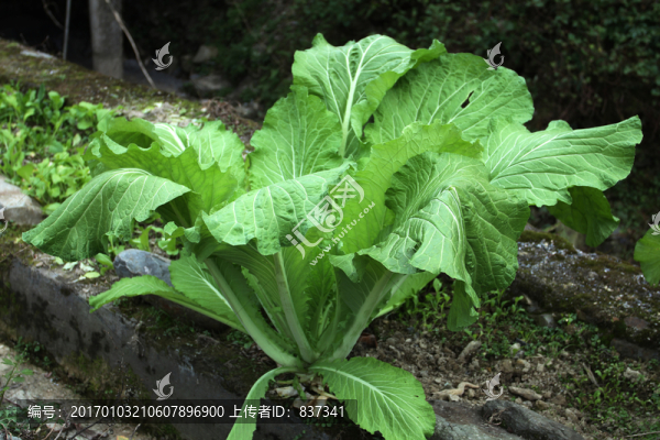 蔬菜種植