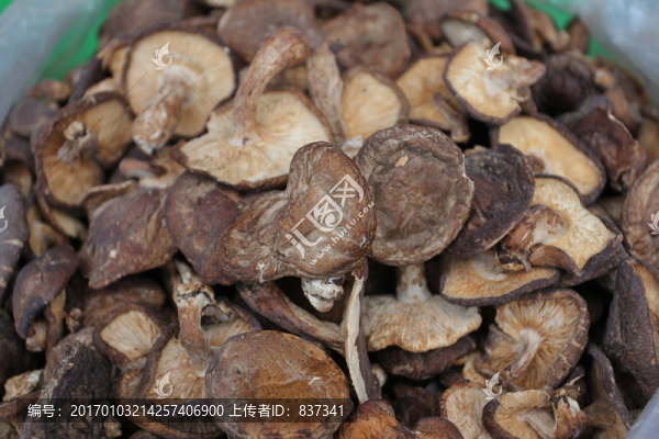 菌類