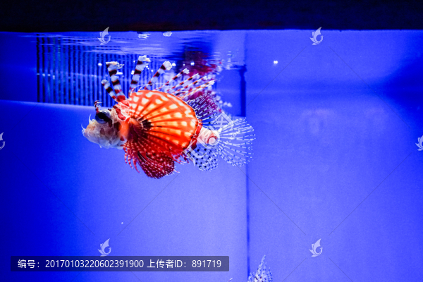 海洋館,獅子魚,海水魚