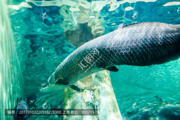 海洋館,海水魚,海底世界