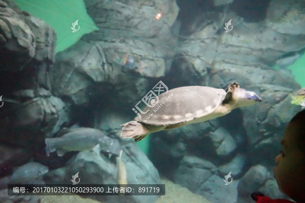 海底世界,海龜