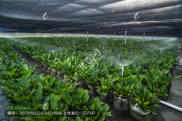 山蘇蔬菜種植