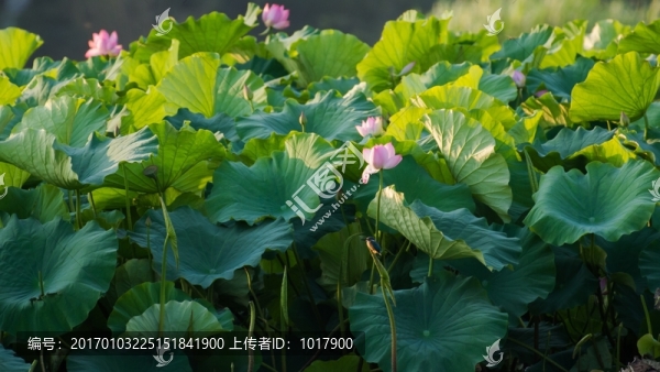 荷塘翠鳥
