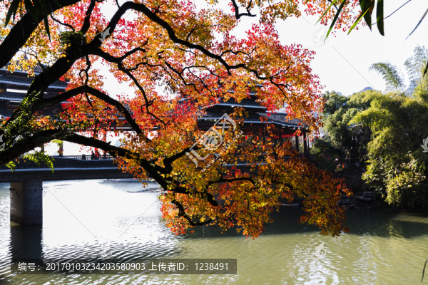 秋灑桃花江